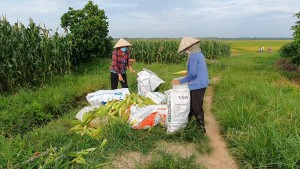 Gò Dầu: Một nông dân tặng 6 tấn bắp cho các khu cách ly, chốt phòng chống dịch Covid-19 