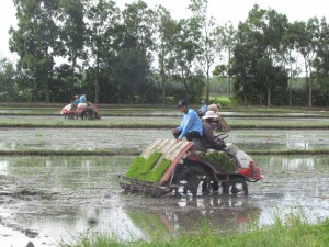 Tháng bảy cấy lúa ruộng giồng 