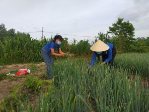 Hỗ trợ nông dân thu hoạch và tiêu thụ nông sản 