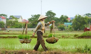 Quang gánh của nội 