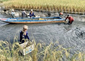 Hỗ trợ, kết nối tiêu thụ tôm càng xanh tỉnh Cà Mau 