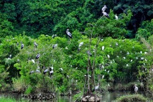 Vườn quốc gia của Việt Nam 3 lần được vinh danh 'hàng đầu châu Á' 