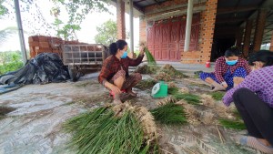 Nông dân phấn khởi mùa kiệu tết 