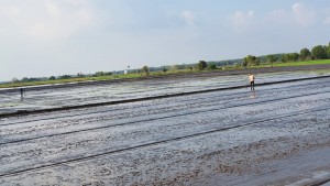 Vụ lúa Đông Xuân 2021–2022: Nông dân nhiều nỗi lo 