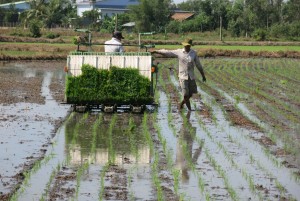 Bộ Nông nghiệp và Phát triển nông thôn trả lời cử tri việc chuyển đổi đất lúa 