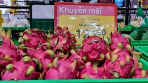 Tây Ninh hỗ trợ Long An tiêu thụ thanh long 