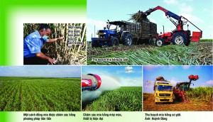 Để trồng mía có hiệu quả:  Cần quản trị tốt chuỗi sản xuất 