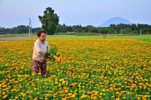 Tháng giêng và hoa vạn thọ 