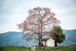 Nhớ một màu hoa gạo 