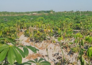 Tân Châu: Nhiều diện tích cây khoai mì bị nhện đỏ tấn công - Báo Tây Ninh Online