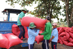 Hợp tác xã nông nghiệp:                                    Nâng cao hiệu quả hoạt động thông qua các chính sách phát triển nông nghiệp, nông thôn