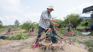 Vườn mai kiểng độc đáo giữa lòng thành phố Tây Ninh