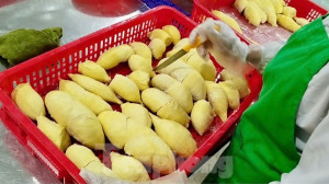 'Báo động đỏ' sầu riêng Việt Nam