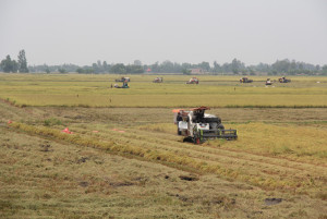 Giá lúa Hè Thu 2025 tăng so với đầu vụ